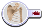 Shoulder Joint Replacement